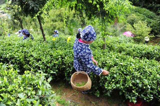 赣南有名茶 万亩藏深山,只因太低调 众人不知"第一香"!