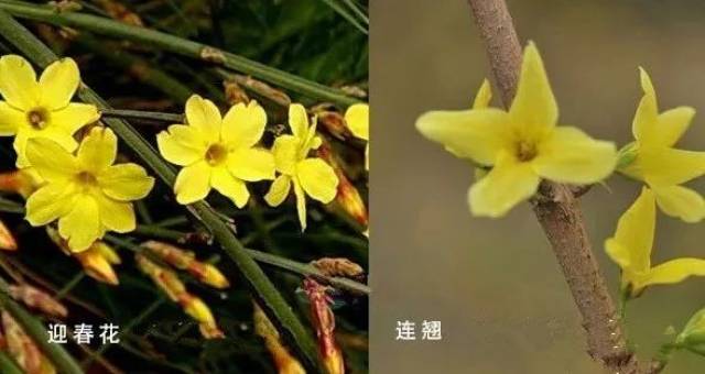 数花瓣 迎春花的花瓣为5-6片,连翘的花瓣为4片.