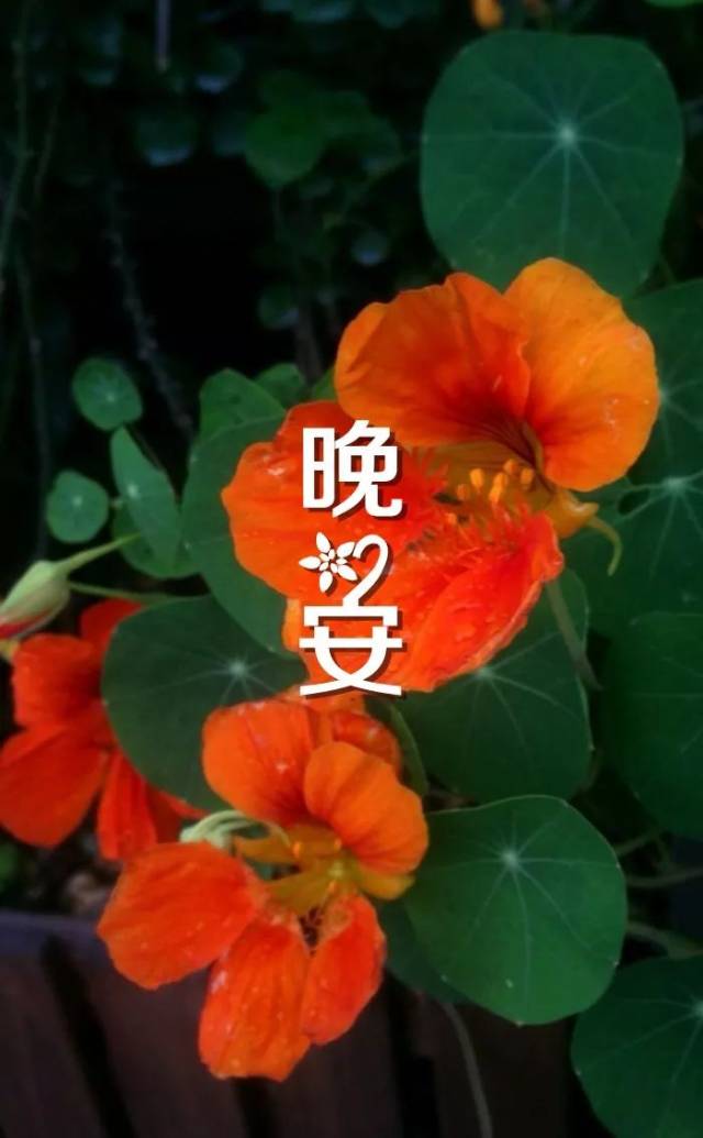 鲜花晚安的图片带字,晚安最美鲜花图片大全,玫瑰花晚安图片带字_大山谷图库
