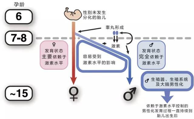 胎儿什么时候分男女?