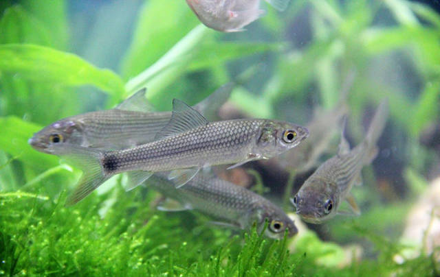 垂钓不同种类的鲮鱼,到底有哪些小技巧