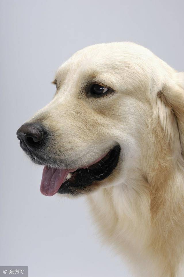 1,头颅 纯种的金毛犬头盖骨要宽广,脑袋顶稍后的地方有骨骼突出.