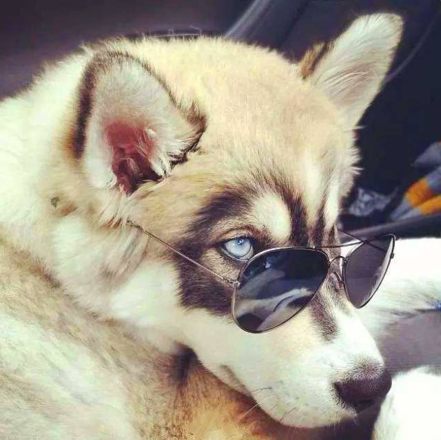 墨镜,丝巾,牛仔外套,条顺,衣品好的二哈哪里找啊!请给我来一打!