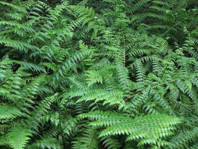 别名很多,如金鸡尾,鸡脚草,井栏边草等,是一种蕨类植物,属于凤尾蕨科