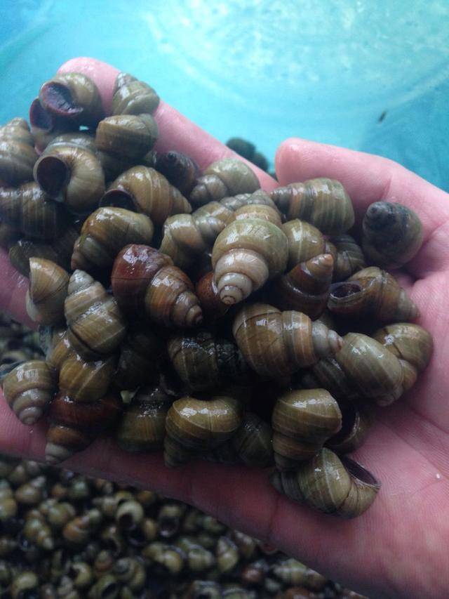 一般人都可以吃,尤其适合水肿,痔疮或者眼睛疼痛的人食用.