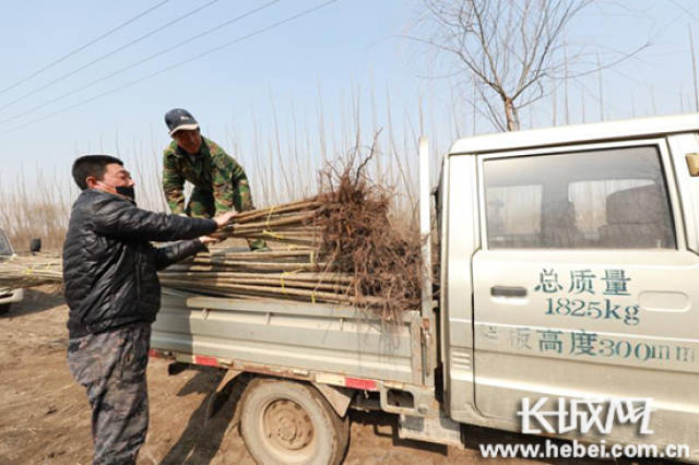 2011年,孙家坨村成立了军卓成苗木养殖合作社,为入社会员办理苗圃证