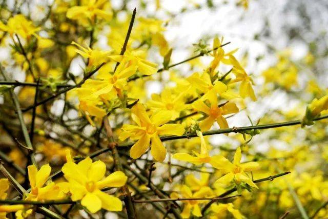 海淀春花播報第7期:不只是玉蘭,頤和園裡還下起了桃花雨!