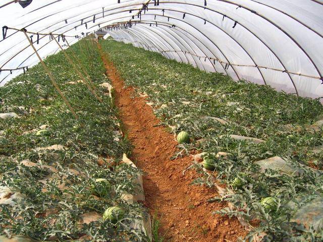 遇到"倒春寒"后,西瓜植株出现冻害,要如何补救?