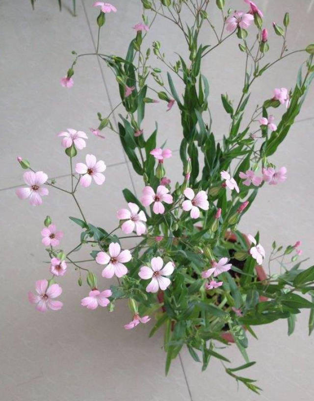 如何让满天星早点开花?这样做,花开一整年!