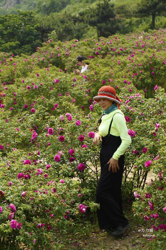 包车去妙峰山玫瑰谷赴一场浪漫的玫瑰之约