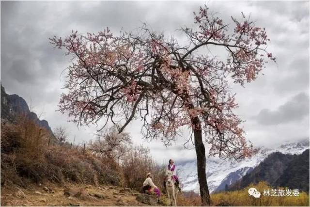 这棵与爱情有关的桃树,只有我们自己知道