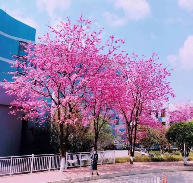 雲南農業大學,建校八十週年生日快樂!