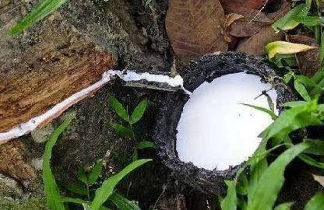 德国马牌轮胎预测:2018橡胶价格将会再次上涨