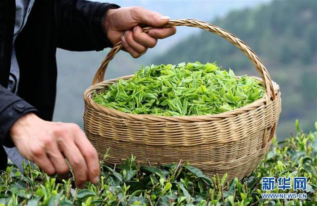 明前春茶