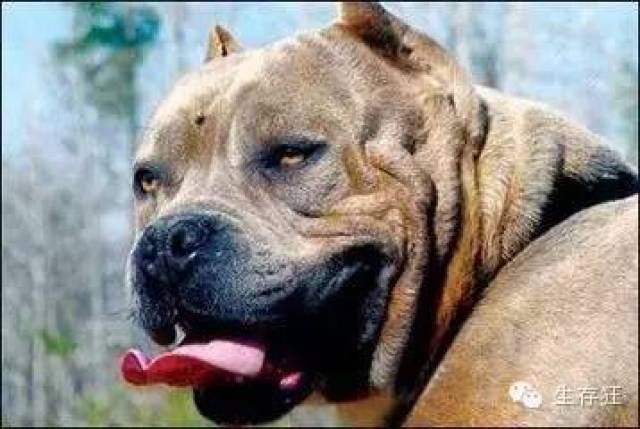 怎样对付凶猛的恶狗。