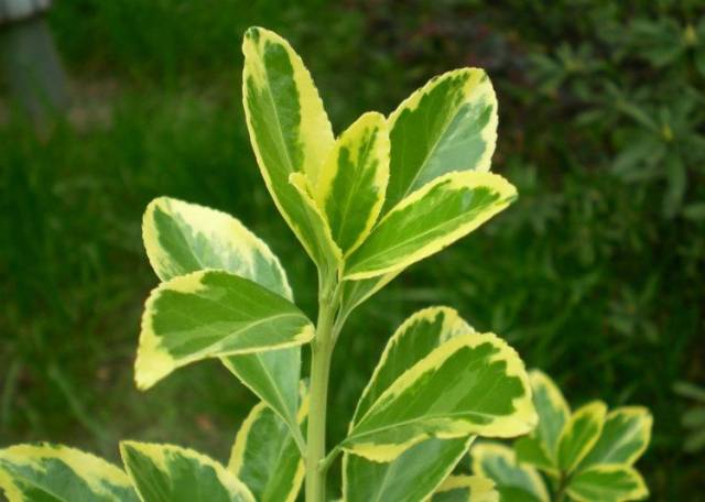 波状叶缘植物,叶缘,叶缘类型(第2页)_大山谷图库