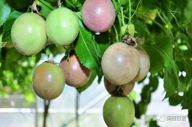 武平百香果将登央视8个频道,日播20次!厉害了