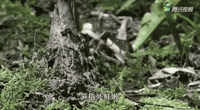 竹笋破土而出动态图图片