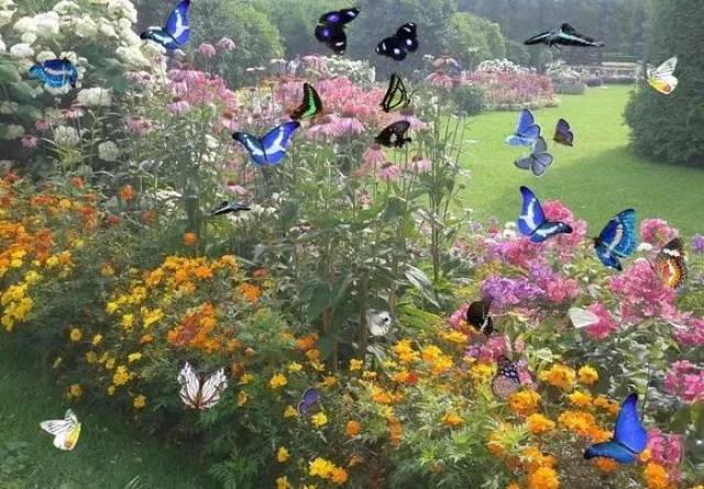 萌宠集结,"蝴蝶花园"本周五登陆连城广场!