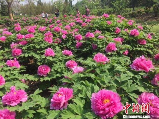 第十届合肥牡丹节开幕 数万株牡丹花开争艳