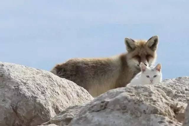 狐狸也开始吸猫了?看来猫咪的统治计划又近了一步!