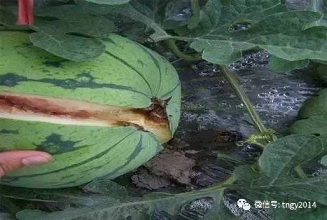 西瓜缺钙造成裂果