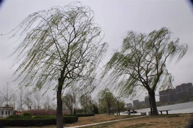 妖风席卷德州城,8级大风还hold住吗?