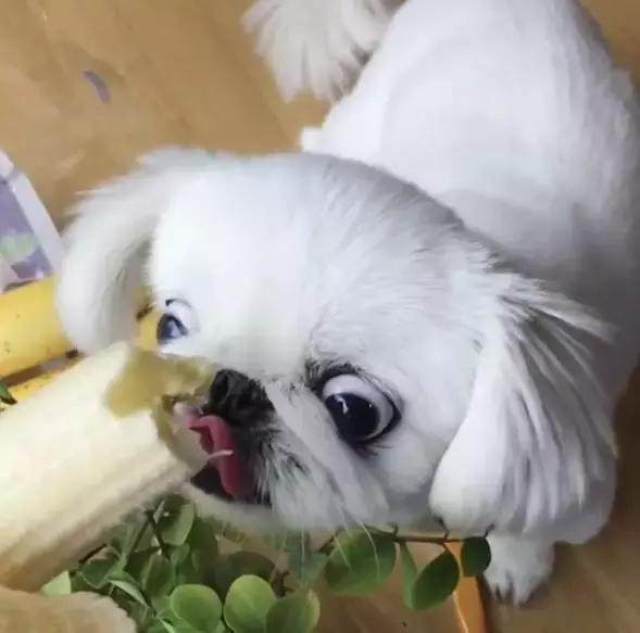 每次看到吃的,京巴会把眼睛瞪出几厘米!