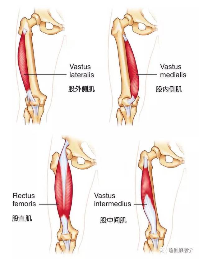 大腿前肌群图片