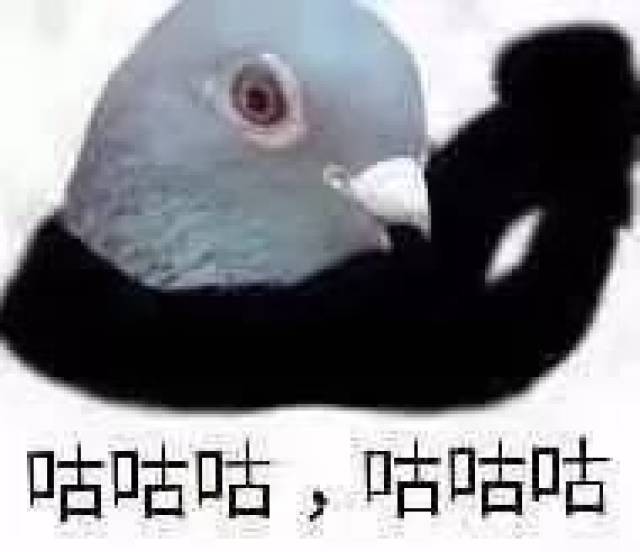 鸽子程序表情包图片