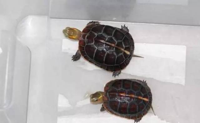 【缘龟正传】-鉴别安缘台缘特俗性,两例不典型的安缘苗和台缘苗的区别