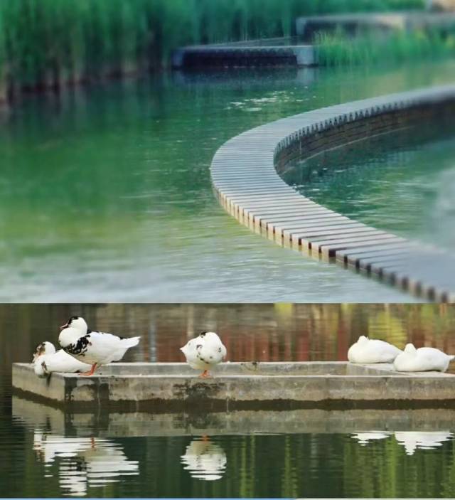 碎心湖绿水满盈,不见一条皱纹 宛如一面明镜