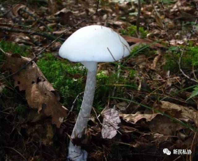 【科普】春季想尝鲜?新民周边常见的毒蘑菇,请离它们远一点