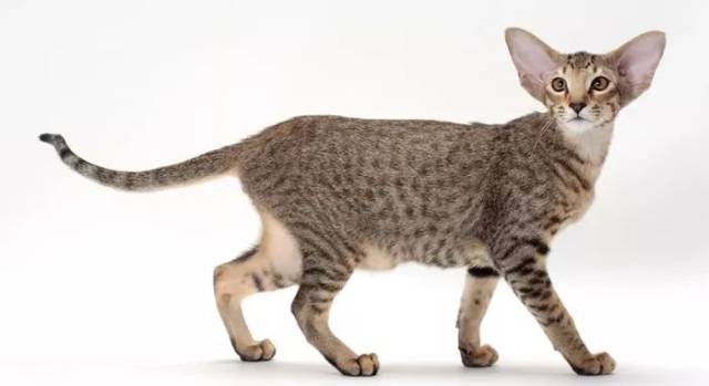 但这些彩色长条猫怎么办?