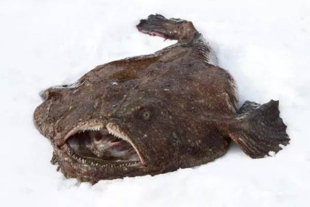 鮟鱇鱼都很丑人家活在深海的时候明明是小仙女