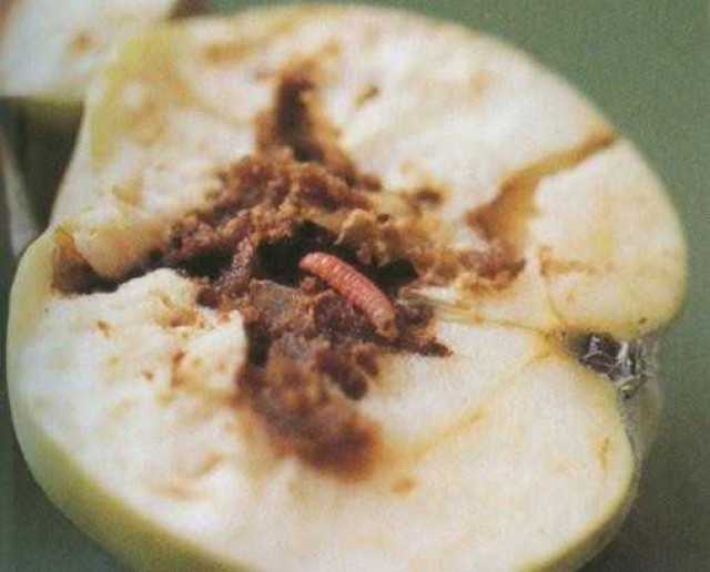 如何识别与防治桃小食心虫_手机搜狐网