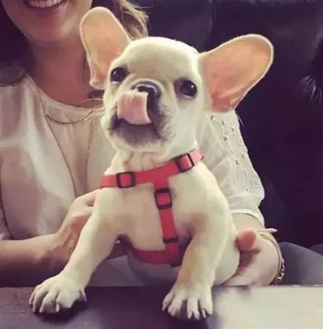 听说,这是汪界最萌的一双耳朵!