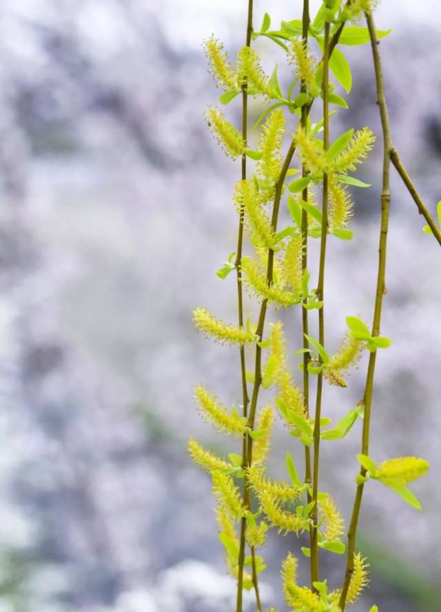柳花,柳花简笔画,柳花花语(第5页)_大山谷图库