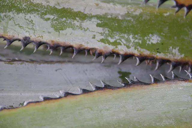 叶片上有明显的蜡质.图片:david j. stang / zipcodezoo.com