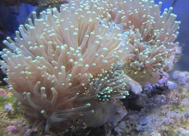 最适合海缸新手养殖的漂亮珊瑚之——火柴头珊瑚_手机搜狐网
