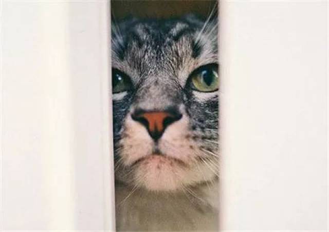 铲屎官正在上厕所,没想到从门缝伸进一颗头,瞪大眼睛"偷看"呢!