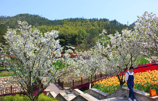 花花世界,宁波赏樱地之十 :南苑花博园,繁花如梦