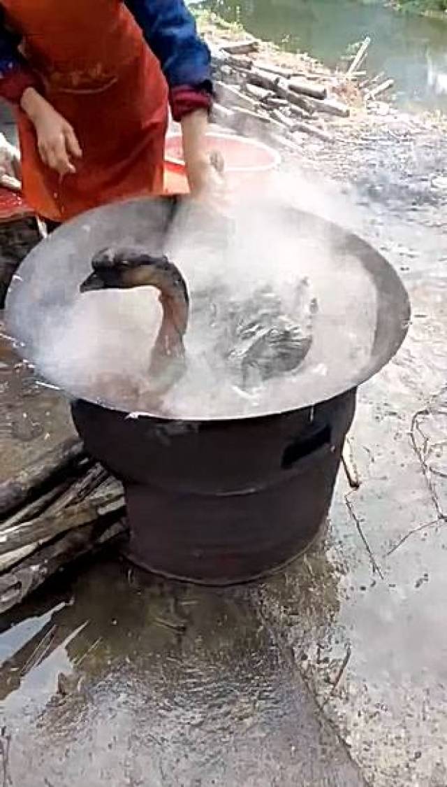 近日,大妈要将自己养的两只大鹅杀掉,为了招待前来他家帮忙盖房子的