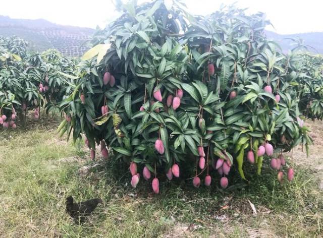 现在,是吃贵妃芒的最好季节!想到就咽口水,嗯.-美食频道-手机搜狐