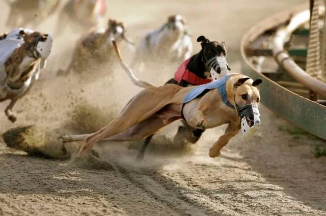 格力犬 竞赛图片