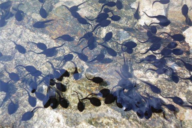 医生说活蝌蚪能不能治病不说,但其中的寄生虫和不知名的病菌无疑会对