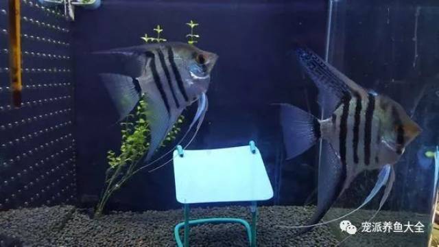 鱼友实拍德系蓝魔鬼燕鱼成长记录,涨姿势了!