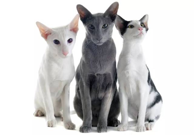 模糊物种的大长脸