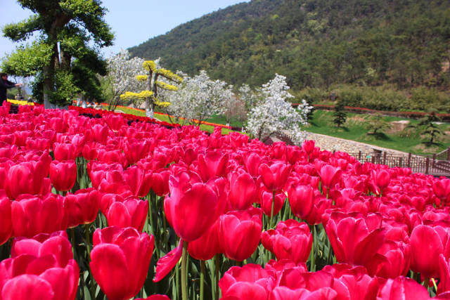 花花世界,宁波赏樱地之十 :南苑花博园,繁花如梦