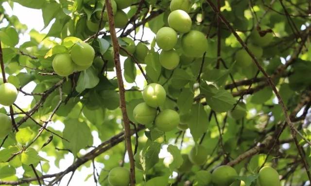 八寨果香丨四月酸梅挂满枝头,熟透果子酸了舌头